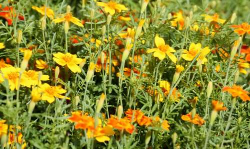 Hamburg Stadtpark Blumen