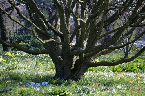 Baum am Stadtpark auf bunter Blumenwiese Baum am Stadtpark auf bunter Blumenwiese
