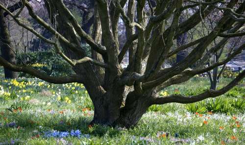 Baum am Stadtpark auf bunter Blumenwiese