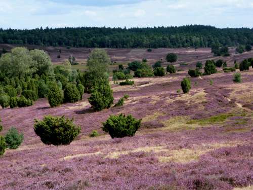 Landschaftsbild mit fliederfarbenen Pflanzen in der Lüneburger Heide Landschaftsbild mit fliederfarbenen Pflanzen in der Lüneburger Heide
