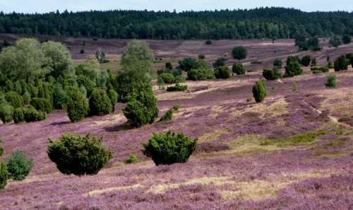 Landschaftsbild mit fliederfarbenen Pflanzen in der Lüneburger Heide